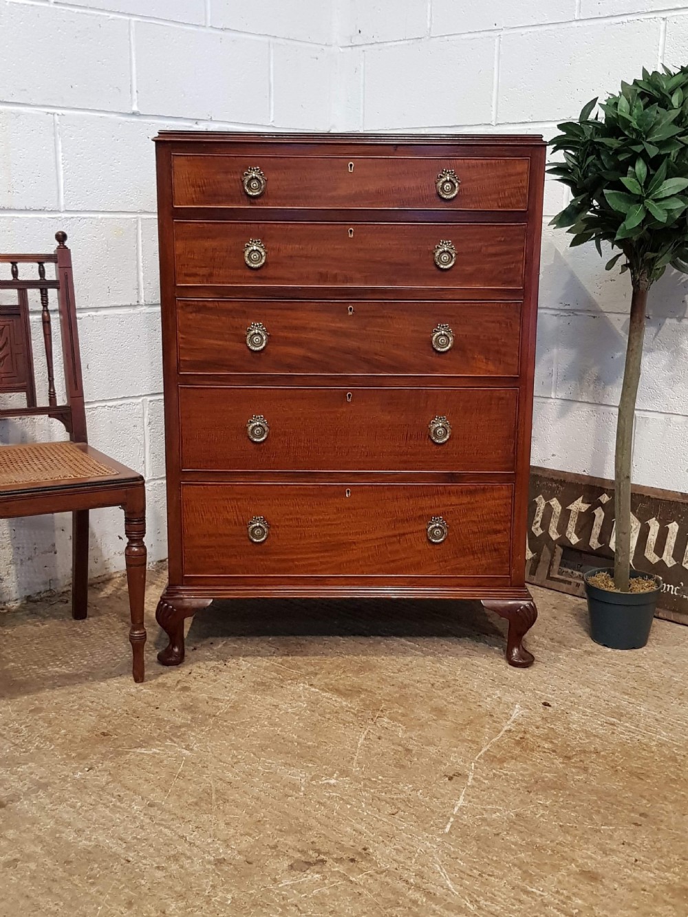 antique edwardian regency mahogany tall narrow chest of drawers c1900